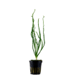 CRINUM CALAMISTRATUM