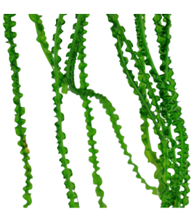 CRINUM CALAMISTRATUM