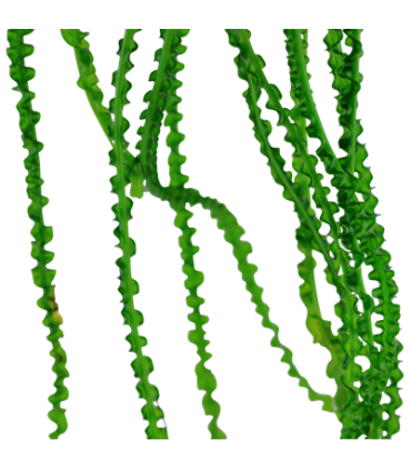 CRINUM CALAMISTRATUM