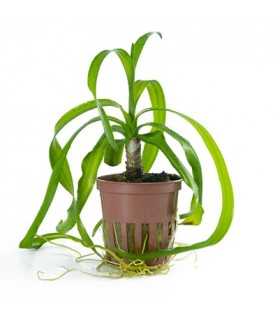 CRINUM THAIANUM