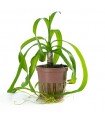CRINUM THAIANUM
