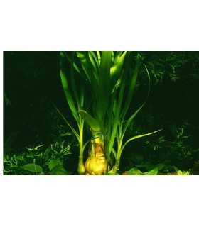 CRINUM THAIANUM