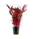 ALTERNANTHERA REINECKII PINK