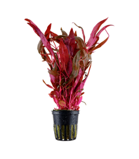 ALTERNANTHERA REINECKII PINK