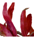 ALTERNANTHERA REINECKII PINK