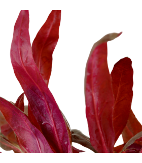 ALTERNANTHERA REINECKII PINK