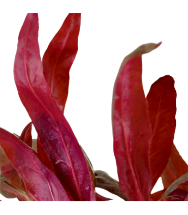 ALTERNANTHERA REINECKII PINK
