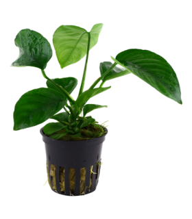 ANUBIA BARTERI VAR CALADIIFOLIA