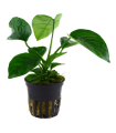 ANUBIA BARTERI VAR CALADIIFOLIA