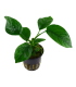 ANUBIA BARTERI VAR CALADIIFOLIA