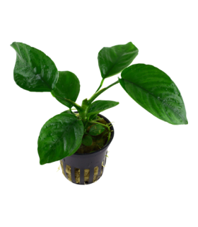 ANUBIA BARTERI VAR CALADIIFOLIA