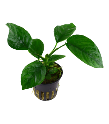ANUBIA BARTERI VAR CALADIIFOLIA