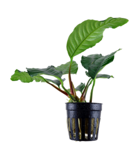 Anubias barteri 'Coffeifolia'