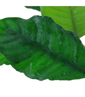 Anubias barteri 'Coffeifolia'