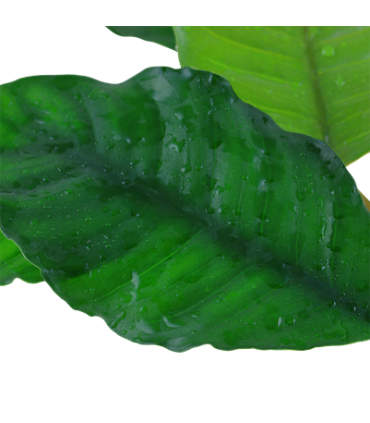 Anubias barteri 'Coffeifolia'