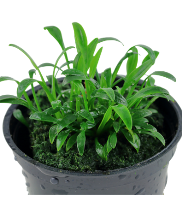 CRYPTOCORYNE PARVA