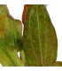 ECHINODORUS OZELOT