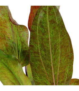 ECHINODORUS OZELOT