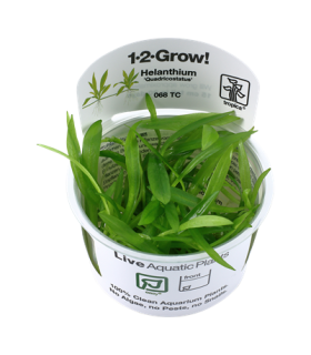 Helanthium bolivianum 'Quadricostatus'