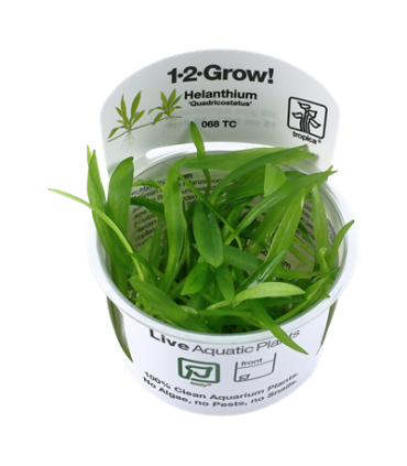 Helanthium bolivianum 'Quadricostatus'