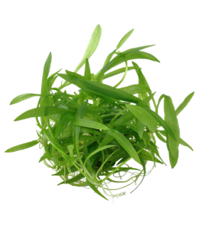 Helanthium bolivianum 'Quadricostatus'