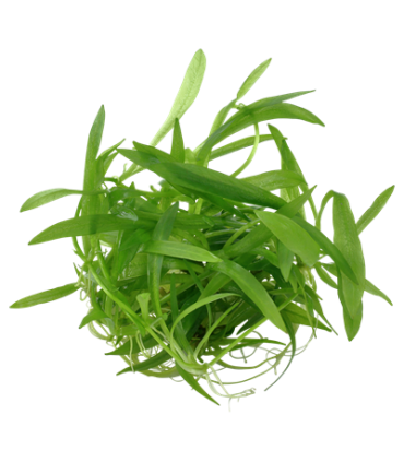 Helanthium bolivianum 'Quadricostatus'