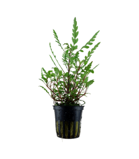 HYGROPHILA PINNATIFIDA