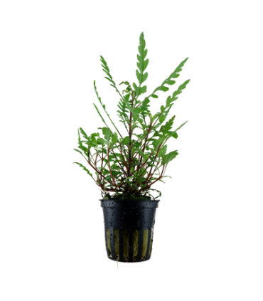 HYGROPHILA PINNATIFIDA