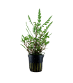 HYGROPHILA PINNATIFIDA
