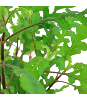 HYGROPHILA PINNATIFIDA