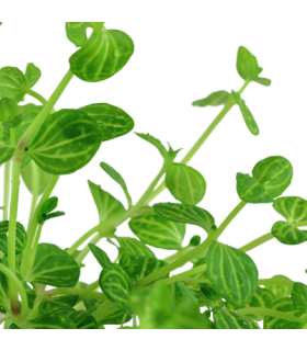 LINDERNIA ROTUNDIFOLIA