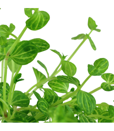 LINDERNIA ROTUNDIFOLIA