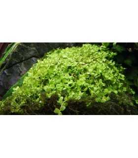 MICRANTHEMUM MONTE CARLO