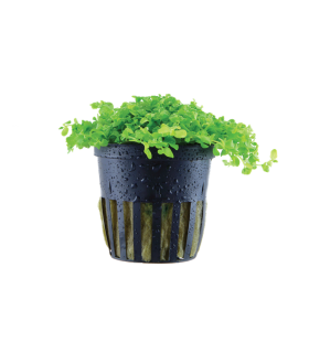 MICRANTHEMUM MONTE CARLO