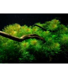 Myriophyllum mattogrossense
