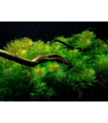 Myriophyllum mattogrossense