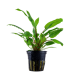 CRYPTOCORYNE WENDTII GREEN