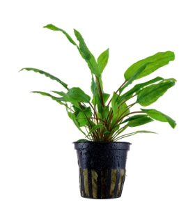 CRYPTOCORYNE WENDTII GREEN