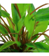 CRYPTOCORYNE WENDTII GREEN