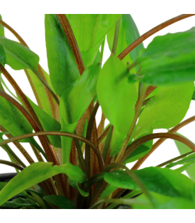 CRYPTOCORYNE WENDTII GREEN