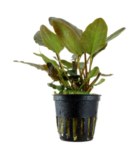 LAGENANDRA MEEBOLDII RED