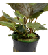 LAGENANDRA MEEBOLDII RED