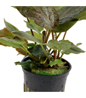 LAGENANDRA MEEBOLDII RED