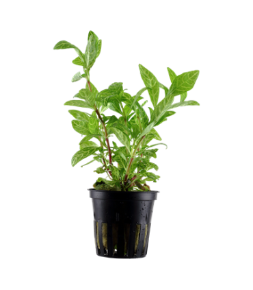 HYGROPHILA POLYSPERMA ROSANERVIG