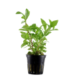HYGROPHILA POLYSPERMA ROSANERVIG