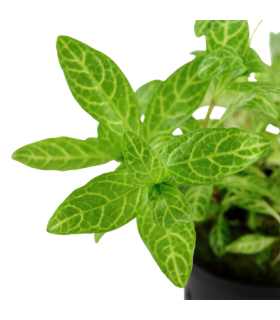 HYGROPHILA POLYSPERMA ROSANERVIG