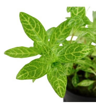 HYGROPHILA POLYSPERMA ROSANERVIG