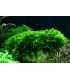 VESICULARIA MONTAGNEI 'CHRISTMAS MOSS '