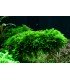 VESICULARIA MONTAGNEI 'CHRISTMAS MOSS '