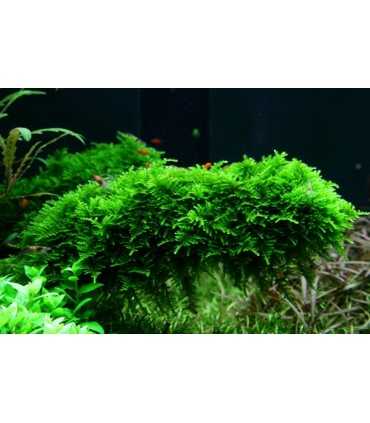 VESICULARIA MONTAGNEI 'CHRISTMAS MOSS '